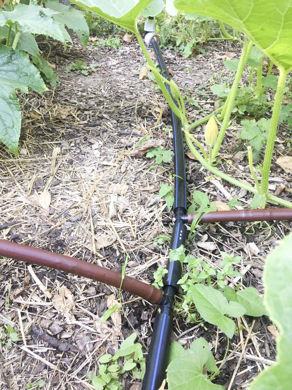Image de tuyaux à goutteurs intégrés